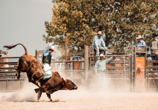 bull rider at rodeo